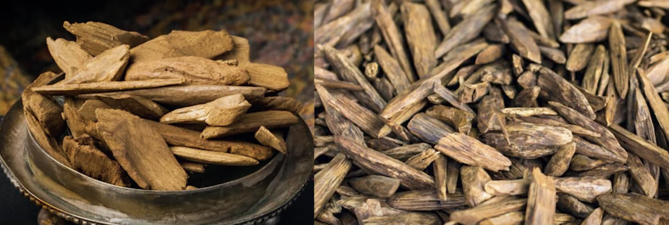 agarwood philippines