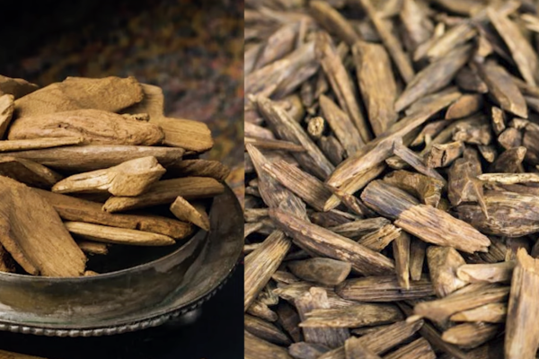 agarwood philippines